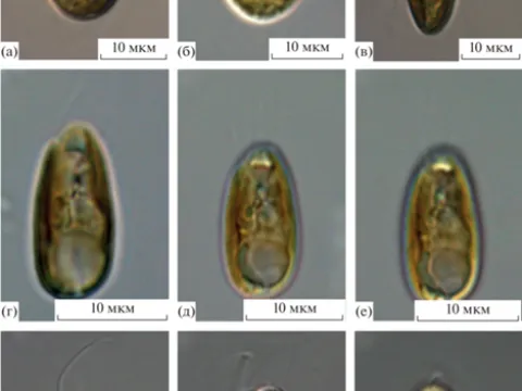 Cryptophyta