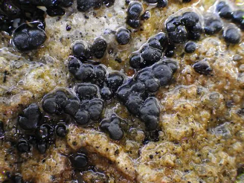 Rivularia atra