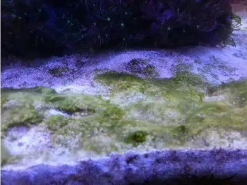 Dinoflagellates