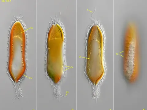 Mallomonas insignis
