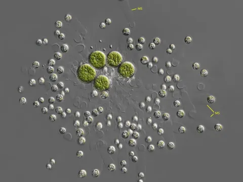 Mischococcus confervicola