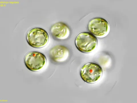 Chlorobotrys