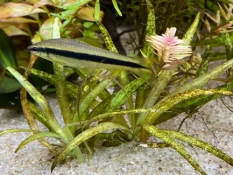 Cymbella