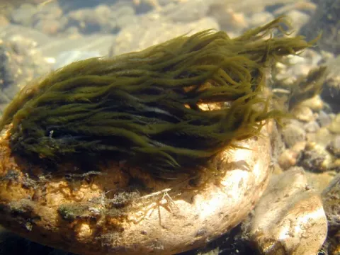 Hydrurus foetidus