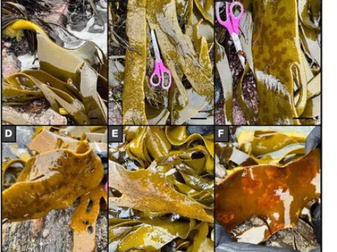 Bull Kelp