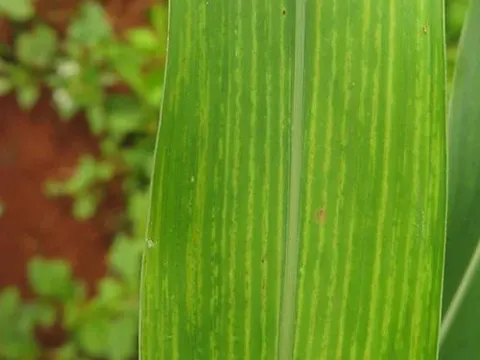 Sorghum mosaic virus