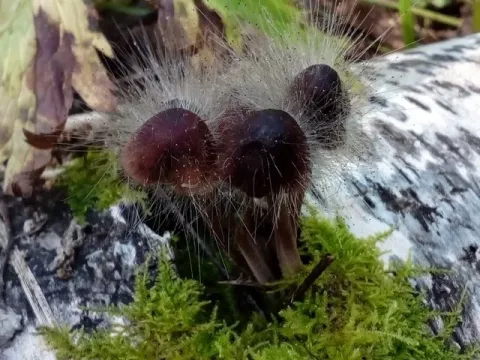 Spinellus