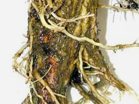 Corky root rot of lettuce