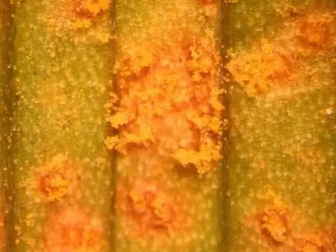 Пандора