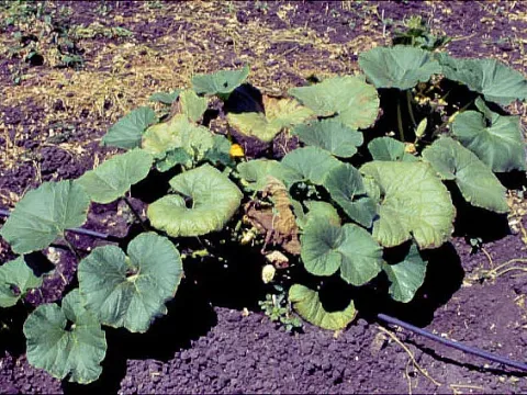 Cucurbit aphid-borne yellows virus