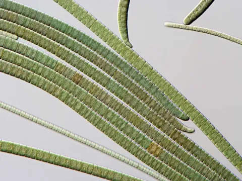 Tolypothrix tenuis