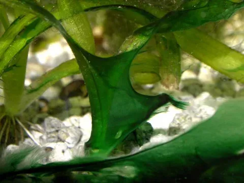 Pseudanabaenaceae