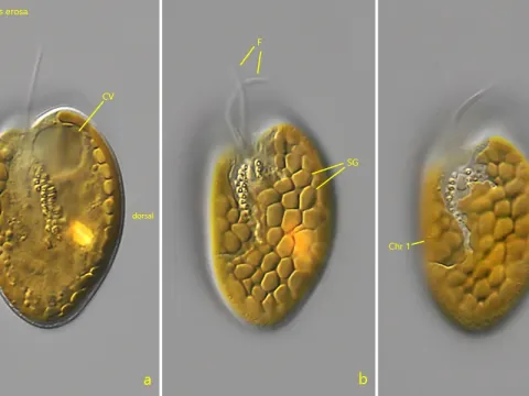 Cryptomonas erosa