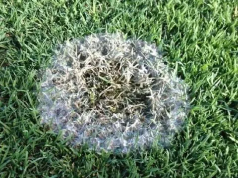 Snow mold