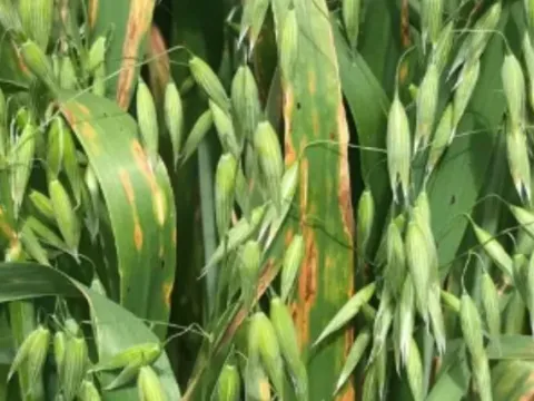 Oat septoria