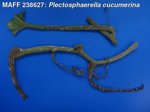 Plectosphaerella