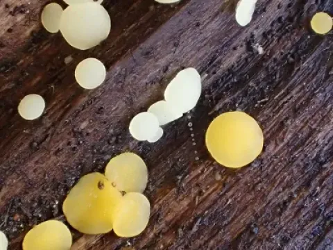 Bisporella pallescens