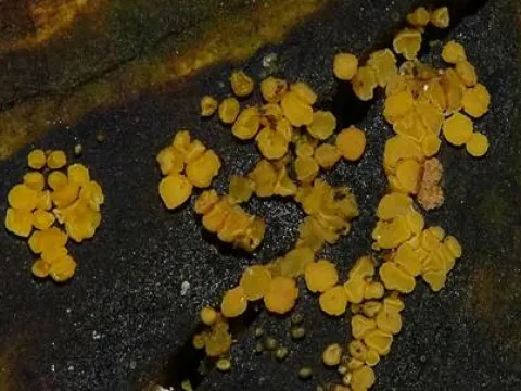 Біспорела підблідла
