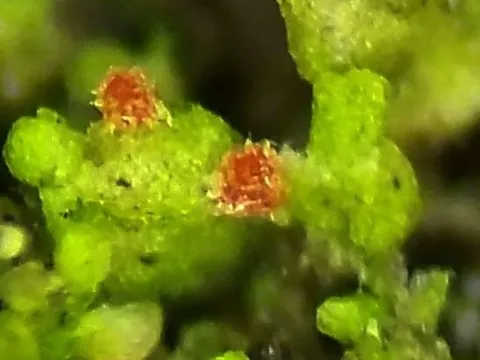 Вездая летняя
