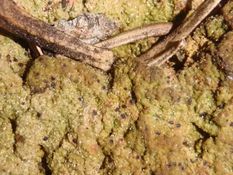 Thrombium epigaeum