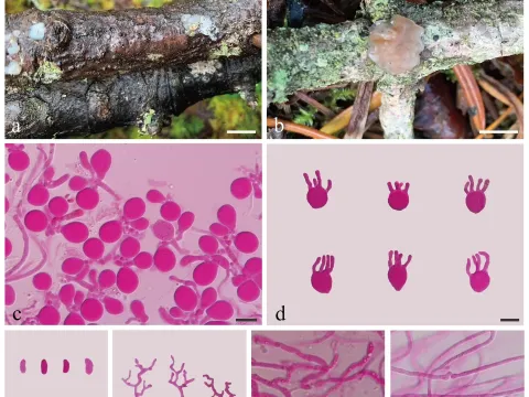 Sirobasidiaceae