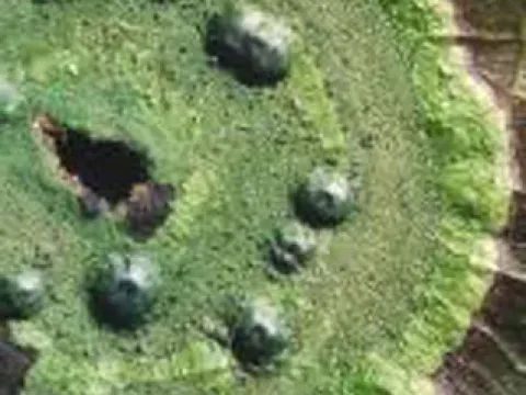 Strigula macrocarpa