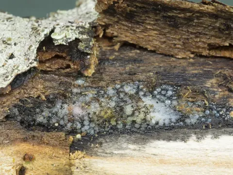 Sirobasidium albidum