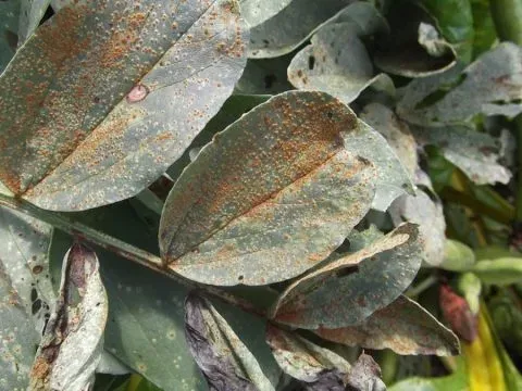 Raveneliaceae rust fungi