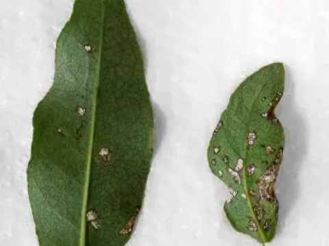 Quambalaria leaf spot