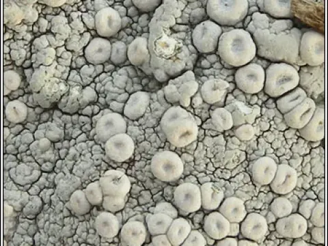 Ochrolechiaceae