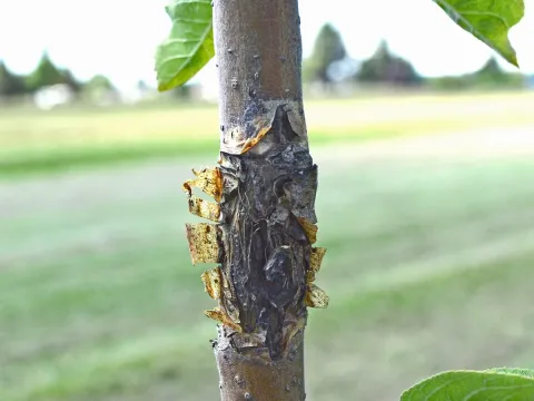 Bull's eye rot