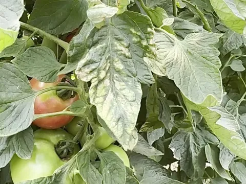 Вироид мелкой капсулы перца