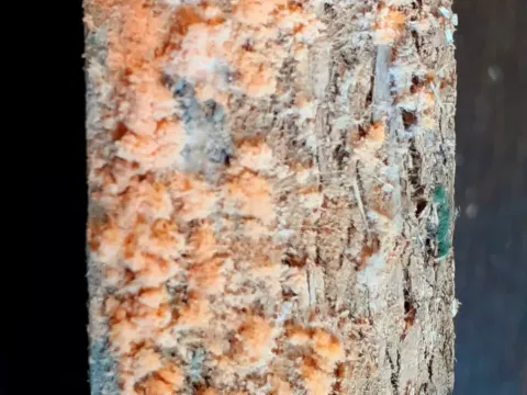 Rhodonia