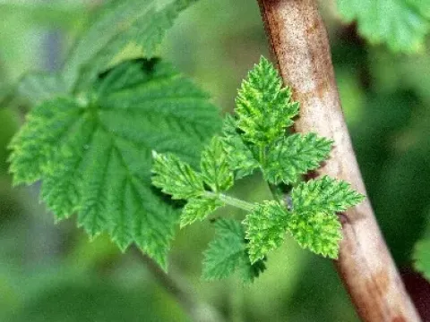 Raspberry latent virus