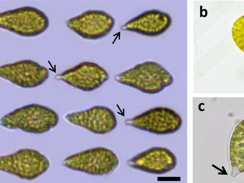 Chattonella subsalsa