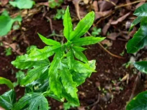 Passiflora yellow mosaic virus