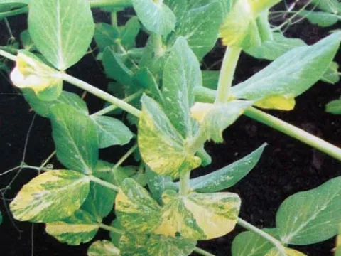 Pea mosaic