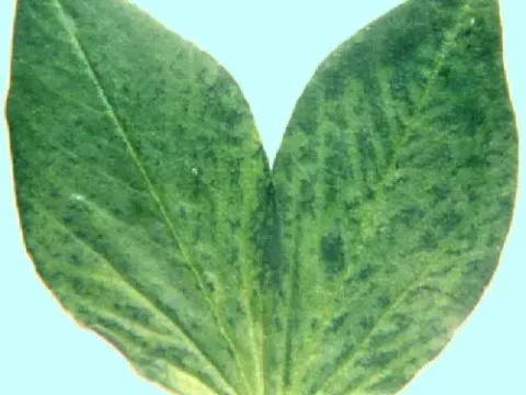 Lamium mild mosaic virus
