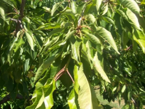 Grapevine fanleaf virus