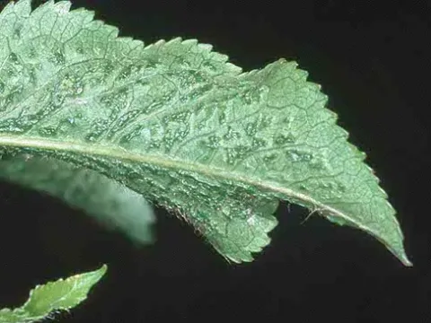 Apple mosaic virus