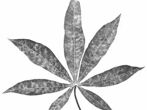 Cassava potexvirus