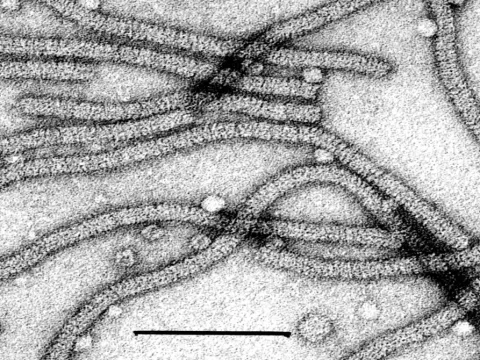 Commelina virus