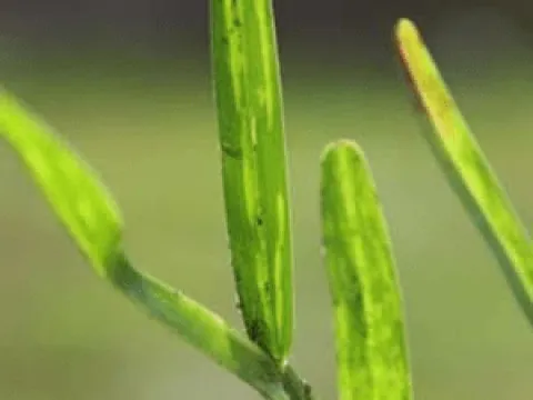 Sugarcane mosaic virus