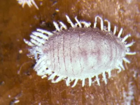 Pineapple mealybug wilt