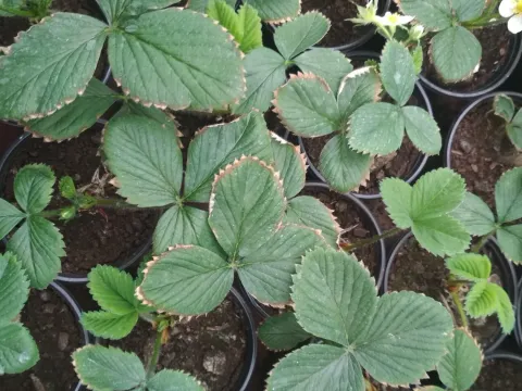 Strawberry chlorotic fleck-associated virus