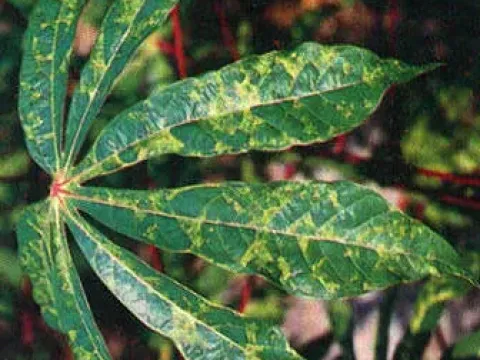 Cassava mosaic