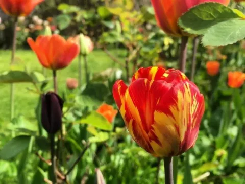 Tulip breaking virus