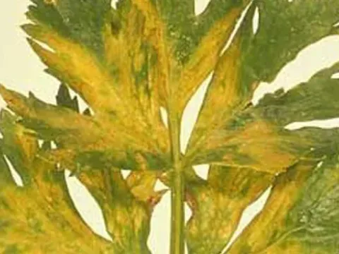 Celery mosaic virus