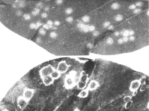 Arracacha potyvirus
