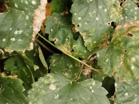 Downy mildew of hop